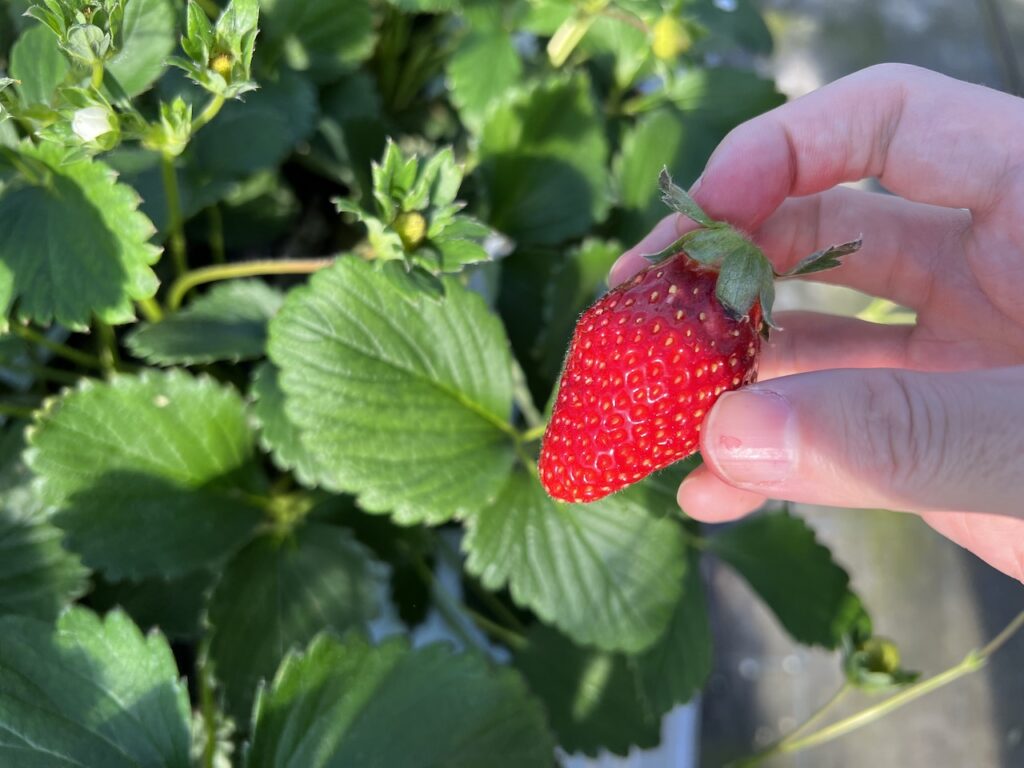 徳江農園のいちごの品種オイCベリー