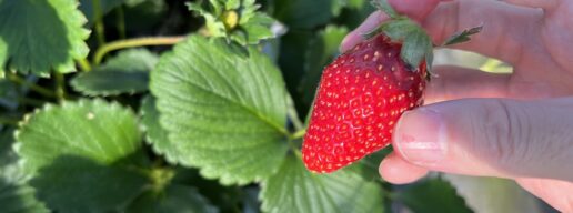 徳江農園のいちごの品種オイCベリー
