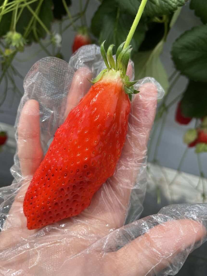 愛知県知多郡にある いちごの里 に行った体験談 いちご狩りドットコム