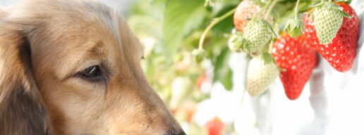 【ペット可】犬と一緒にいちご狩りを楽しもう！全国のオススメ農園８選