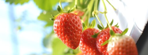 いちご狩りで元を取れる平均の個数を調べてみた。損する？